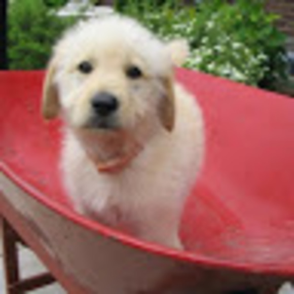 Meet your Posher, Denise - Picture 1 of 1